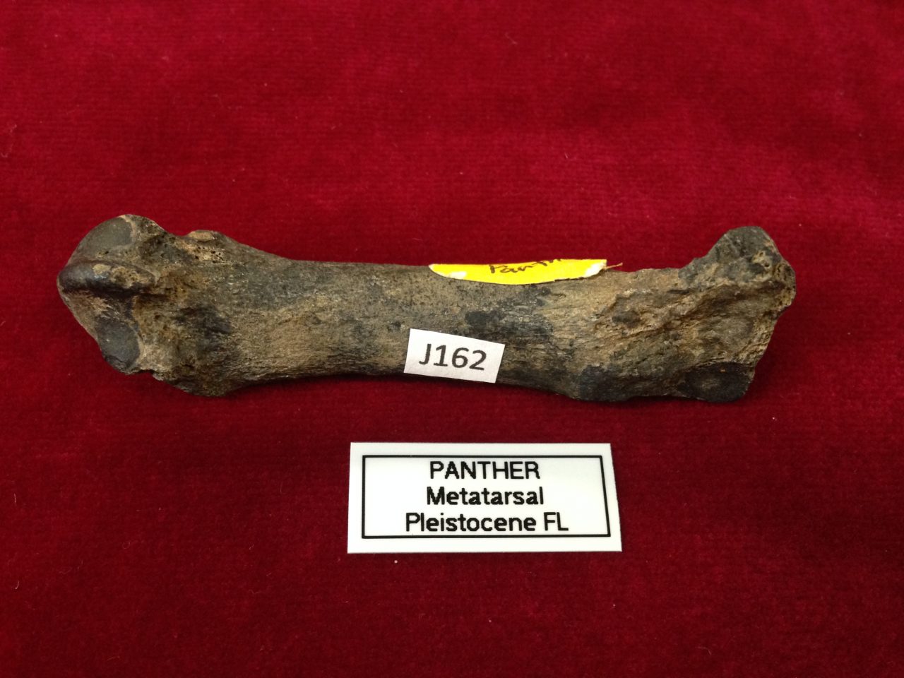 Near Perfect Panther Metacarpal Fossil Florida - Fossils ...