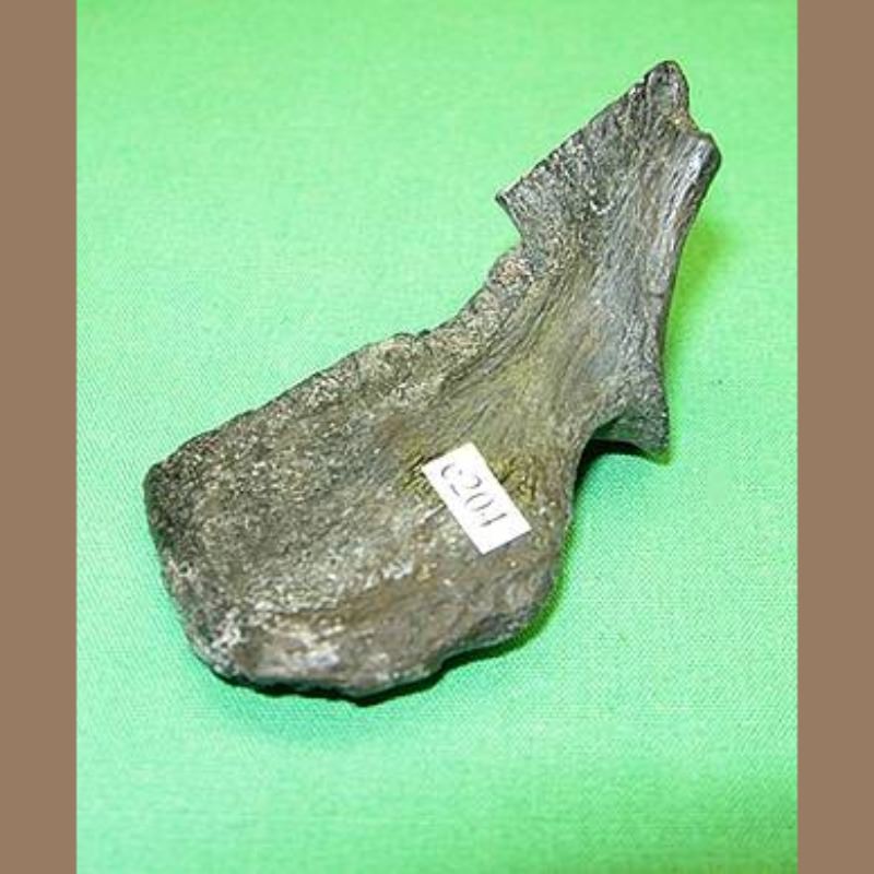 Small portion of Panther axis | Fossils & Artifacts for Sale | Paleo Enterprises | Fossils & Artifacts for Sale