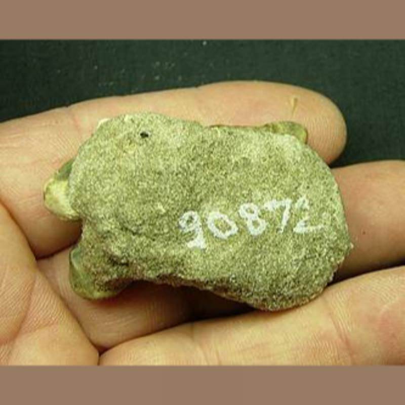 Smilodon fatalis phalange | Fossils & Artifacts for Sale | Paleo Enterprises | Fossils & Artifacts for Sale