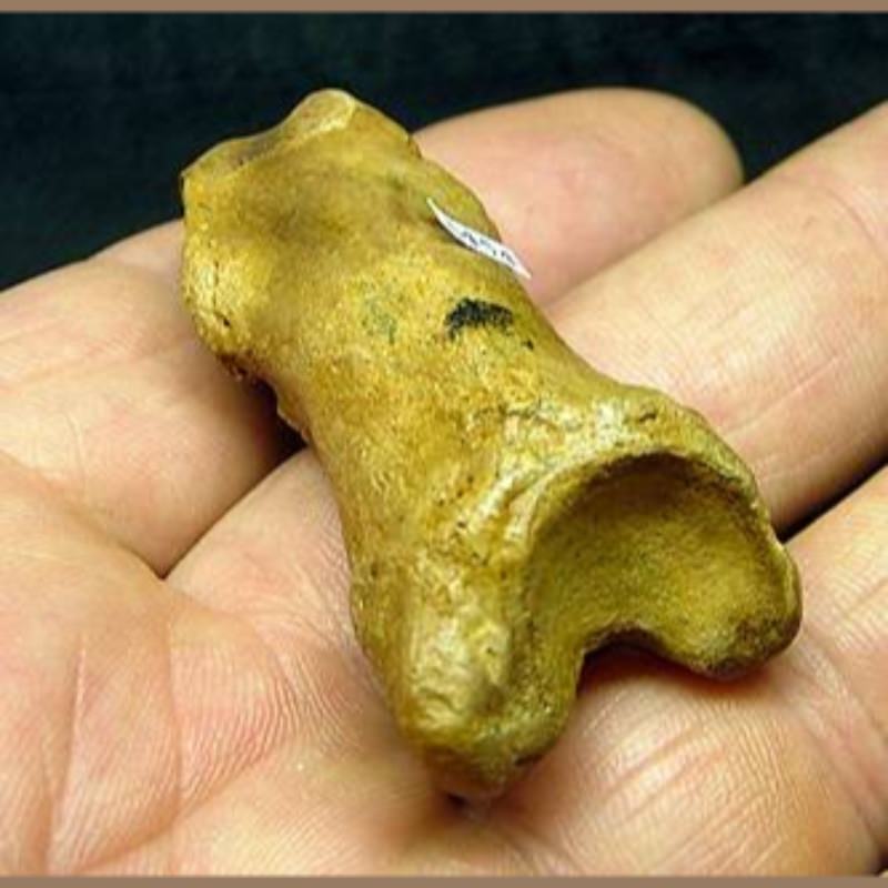 American Lion Phalange | Fossils & Artifacts for Sale | Paleo Enterprises | Fossils & Artifacts for Sale