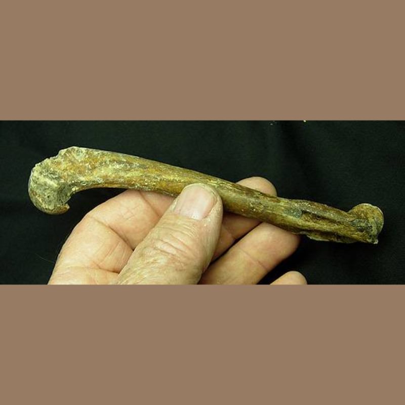 Bobcat Humerus | Fossils & Artifacts for Sale | Paleo Enterprises | Fossils & Artifacts for Sale