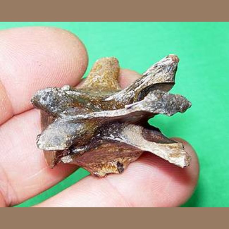 Bobcat Vertebra Fossil | Fossils & Artifacts for Sale | Paleo Enterprises | Fossils & Artifacts for Sale