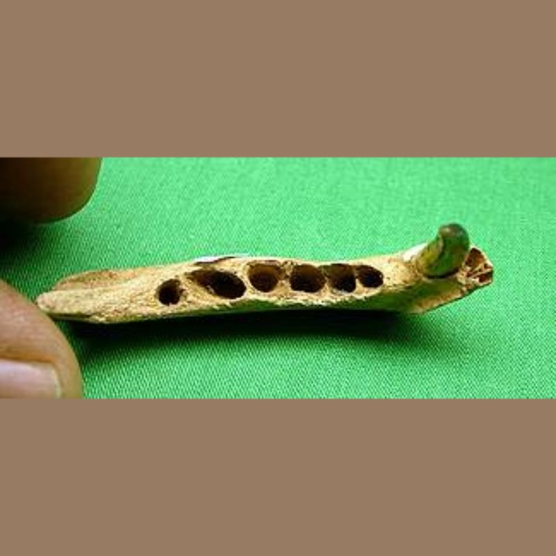 Margay Mandible | Fossils & Artifacts for Sale | Paleo Enterprises | Fossils & Artifacts for Sale
