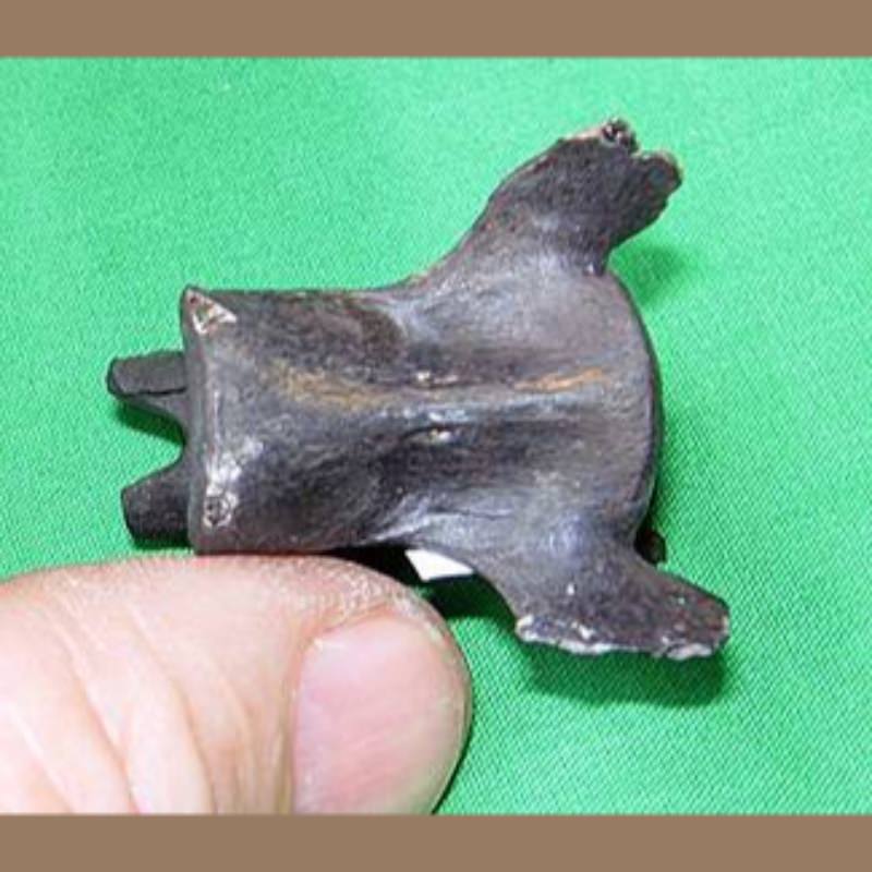Bobcat Vertebra Fossil | Fossils & Artifacts for Sale | Paleo Enterprises | Fossils & Artifacts for Sale