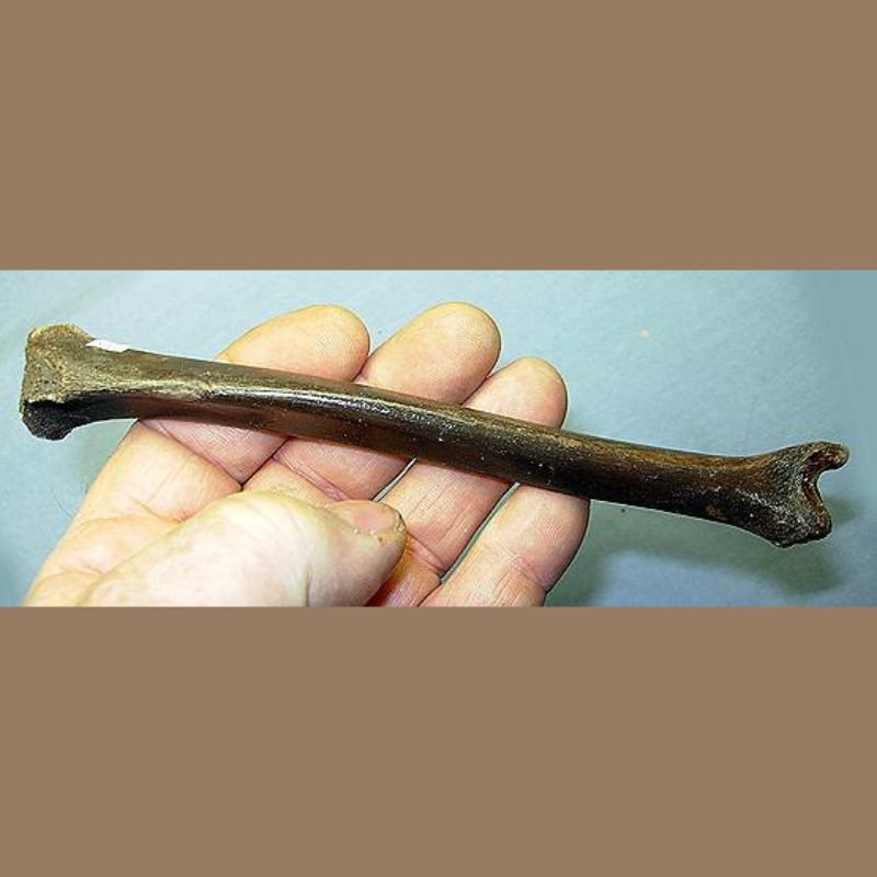 Bobcat Tibia | Fossils & Artifacts for Sale | Paleo Enterprises | Fossils & Artifacts for Sale
