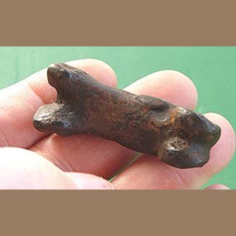 Smilodon Phalange | Fossils & Artifacts for Sale | Paleo Enterprises | Fossils & Artifacts for Sale