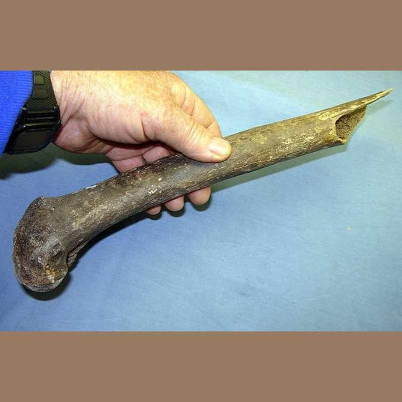 American Lion Femur | Fossils & Artifacts for Sale | Paleo Enterprises | Fossils & Artifacts for Sale