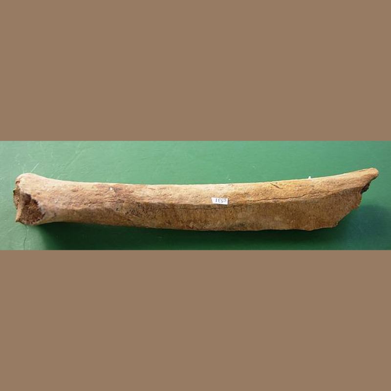 Smilodon fatalis tibia | Fossils & Artifacts for Sale | Paleo Enterprises | Fossils & Artifacts for Sale