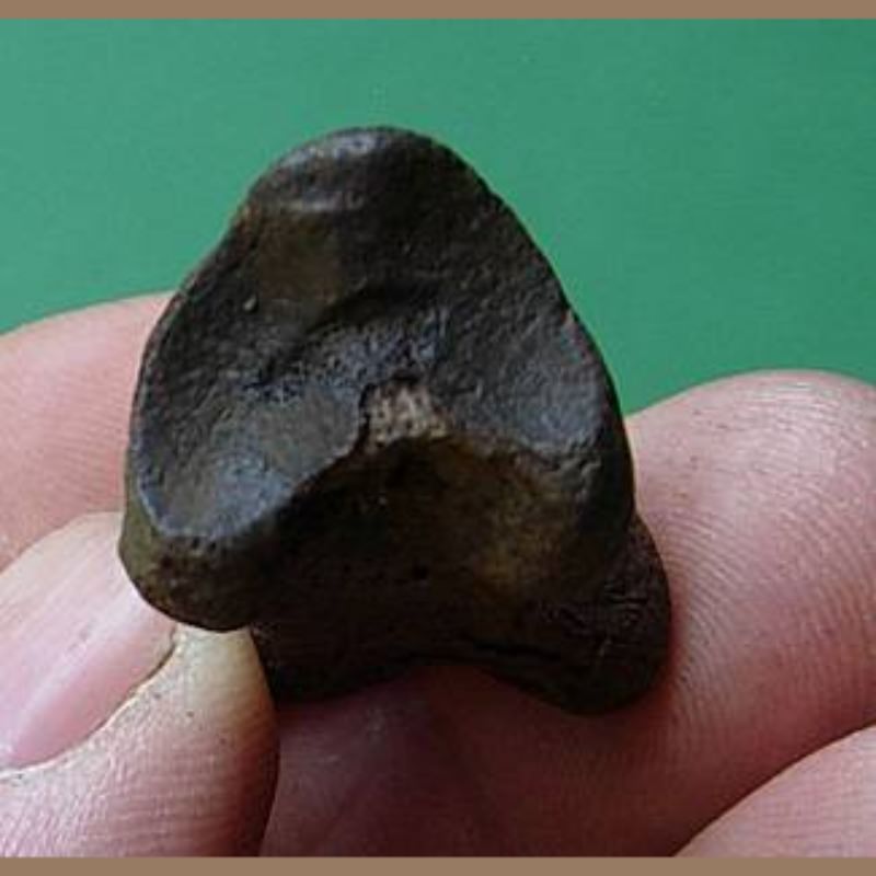 Smilodon fatalis phalange | Fossils & Artifacts for Sale | Paleo Enterprises | Fossils & Artifacts for Sale