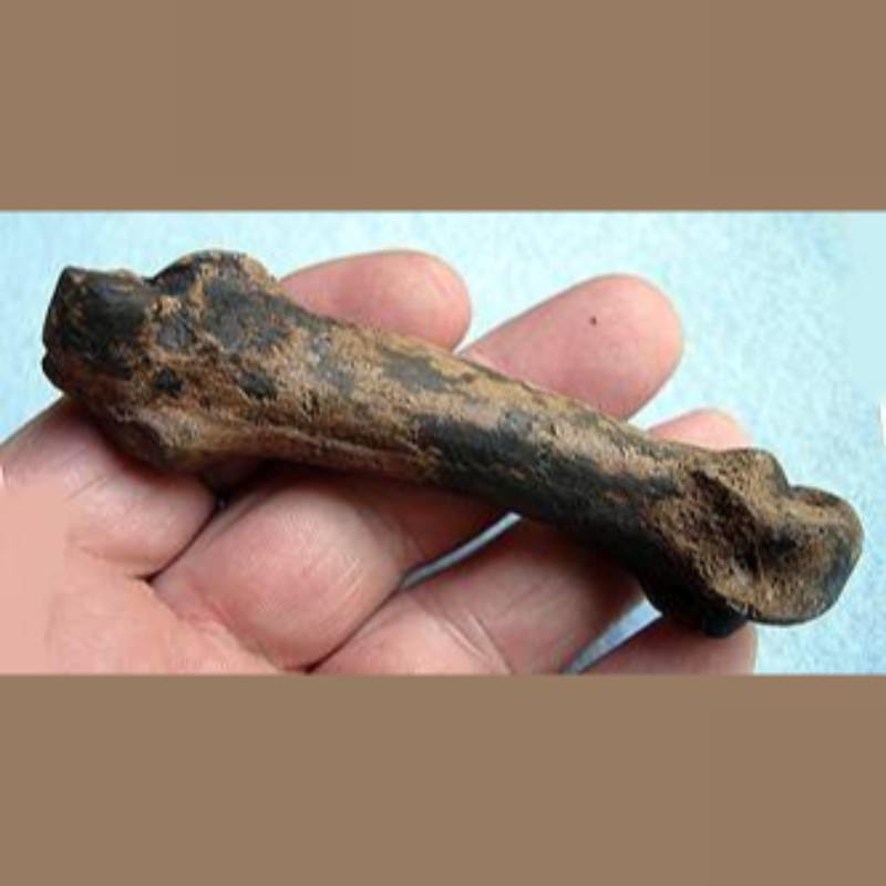 American Lion Phalange | Fossils & Artifacts for Sale | Paleo Enterprises | Fossils & Artifacts for Sale