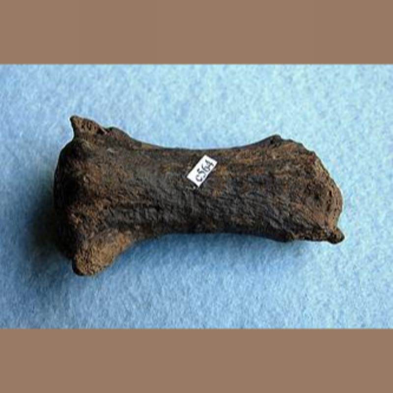 American Lion Caudal Vertebra | Fossils & Artifacts for Sale | Paleo Enterprises | Fossils & Artifacts for Sale