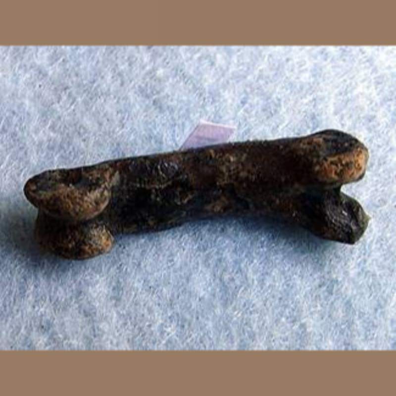 Bobcat Phalange Fossil | Fossils & Artifacts for Sale | Paleo Enterprises | Fossils & Artifacts for Sale