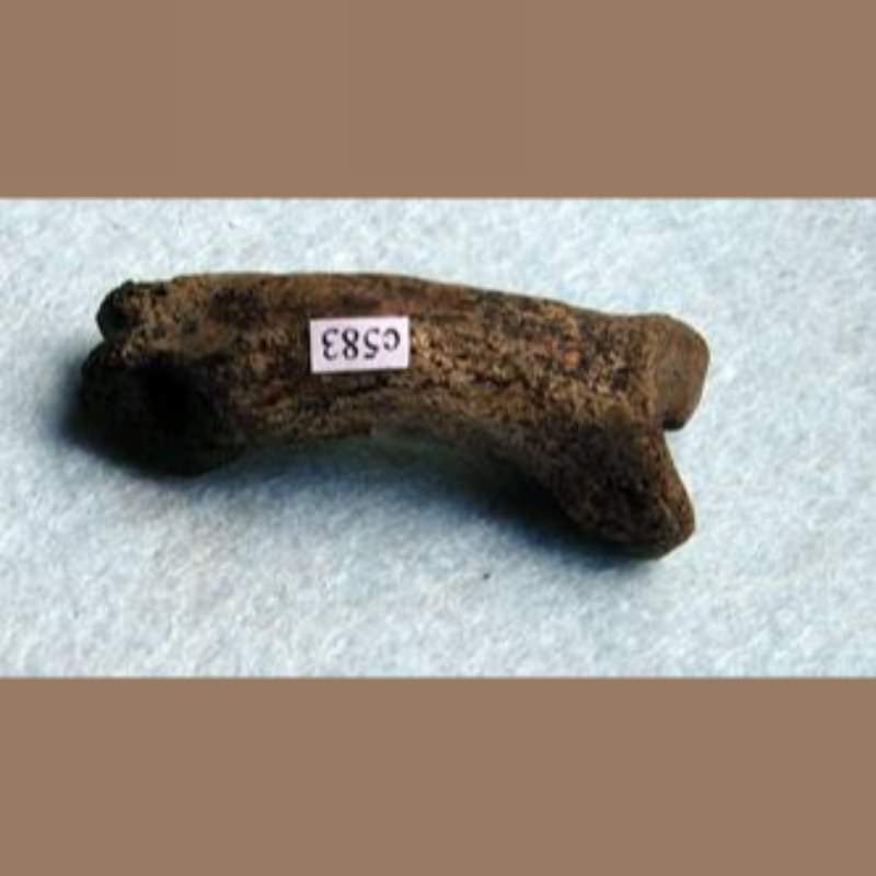 Smilodon Phalange | Fossils & Artifacts for Sale | Paleo Enterprises | Fossils & Artifacts for Sale