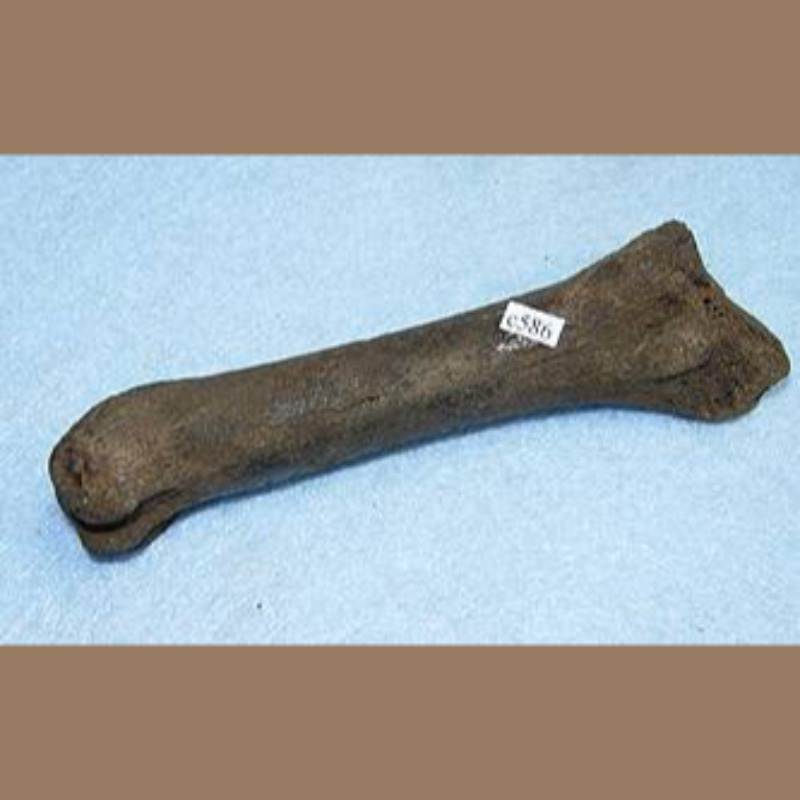 Smilodon Fatalis Phalange  Fossil | Fossils & Artifacts for Sale | Paleo Enterprises | Fossils & Artifacts for Sale
