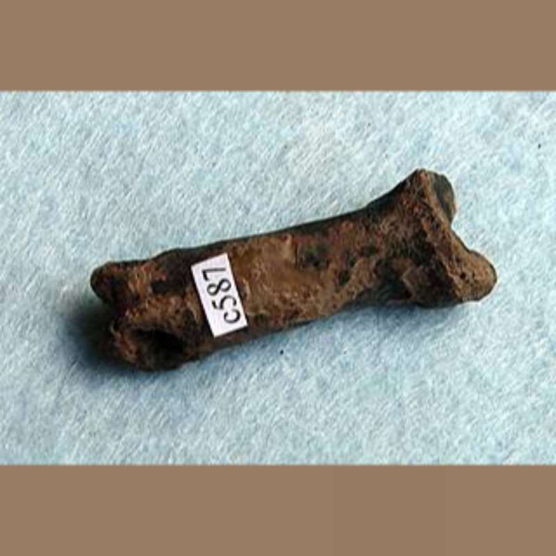 Bobcat Phalange Fossil | Fossils & Artifacts for Sale | Paleo Enterprises | Fossils & Artifacts for Sale