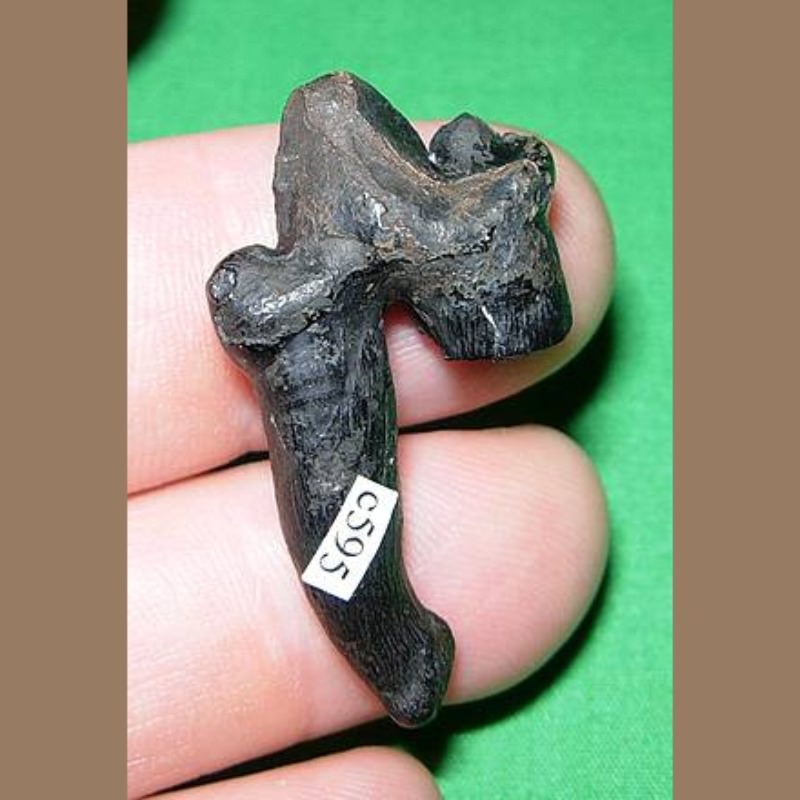 Jaguar Premolar Fossil | Fossils & Artifacts for Sale | Paleo Enterprises | Fossils & Artifacts for Sale