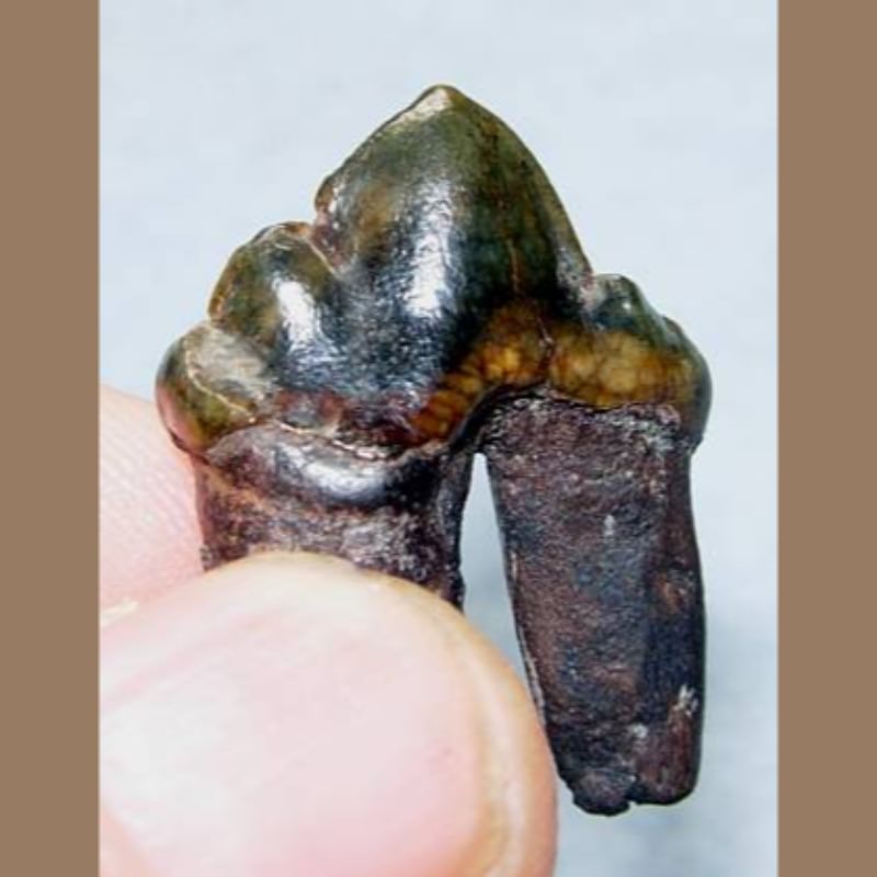 Jaguar Premolar | Fossils & Artifacts for Sale | Paleo Enterprises | Fossils & Artifacts for Sale