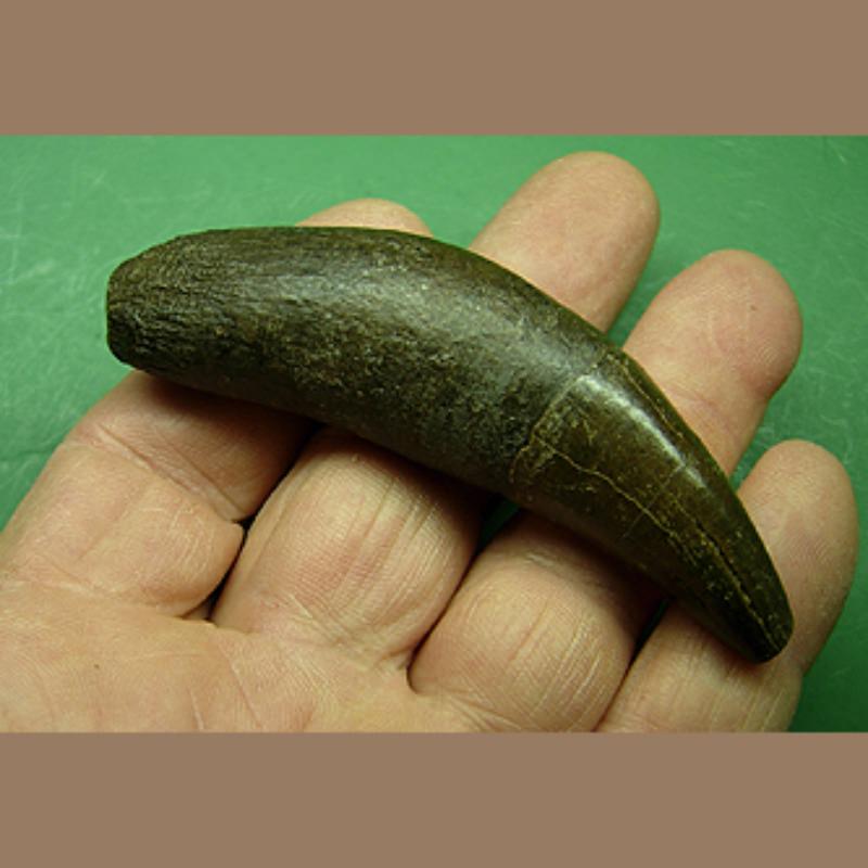 Jaguar Canine Fossil | Fossils & Artifacts for Sale | Paleo Enterprises | Fossils & Artifacts for Sale