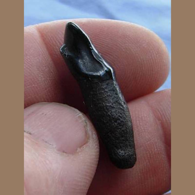 Jaguar Incisor Fossil | Fossils & Artifacts for Sale | Paleo Enterprises | Fossils & Artifacts for Sale