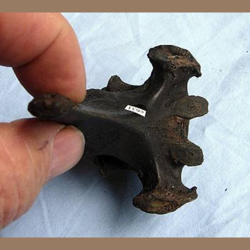 Jaguar Vertebra Fossil | Fossils & Artifacts for Sale | Paleo Enterprises | Fossils & Artifacts for Sale