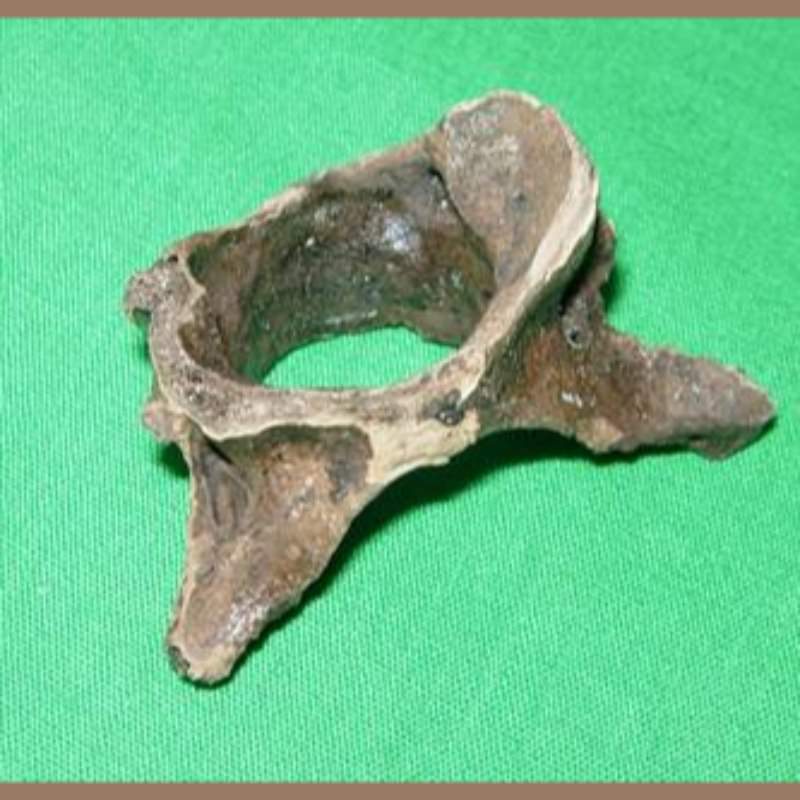 Bobcat Atlas | Fossils & Artifacts for Sale | Paleo Enterprises | Fossils & Artifacts for Sale