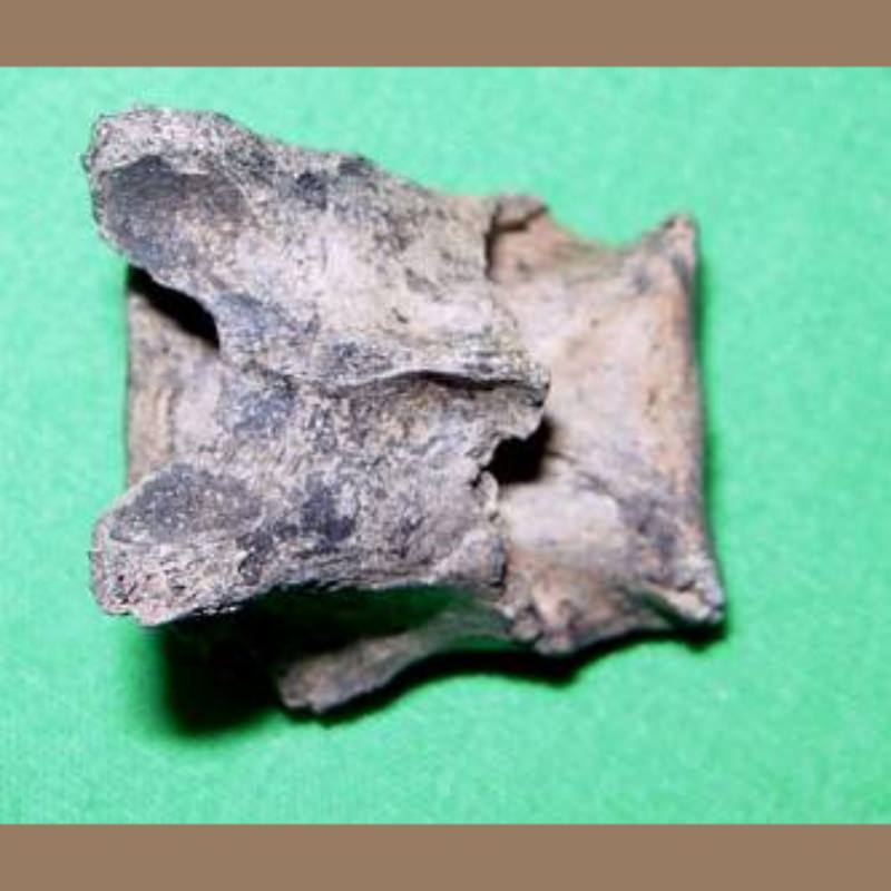 Bobcat Vertebra | Fossils & Artifacts for Sale | Paleo Enterprises | Fossils & Artifacts for Sale