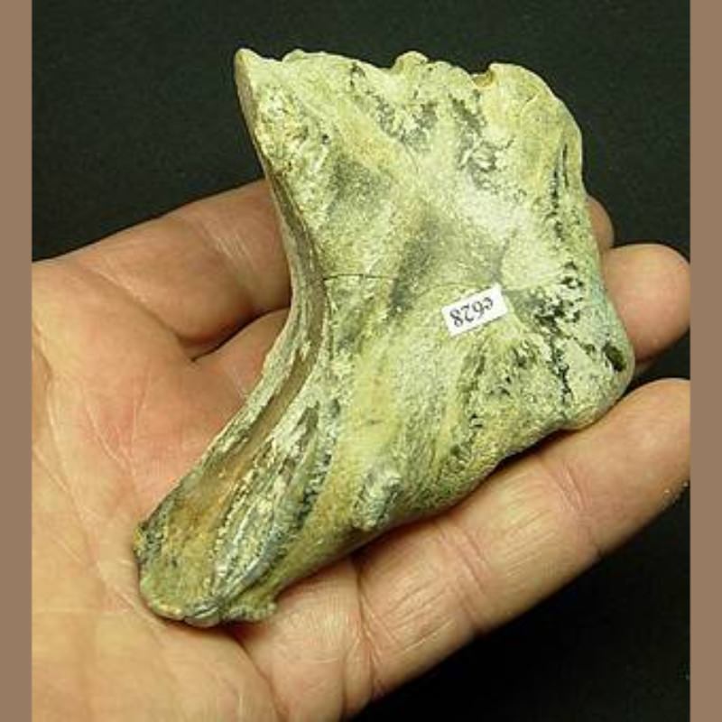 Mammoth spit tooth | Fossils & Artifacts for Sale | Paleo Enterprises | Fossils & Artifacts for Sale