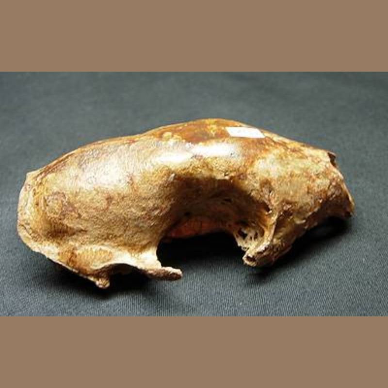 Skunk Skull  Fossil | Fossils & Artifacts for Sale | Paleo Enterprises | Fossils & Artifacts for Sale