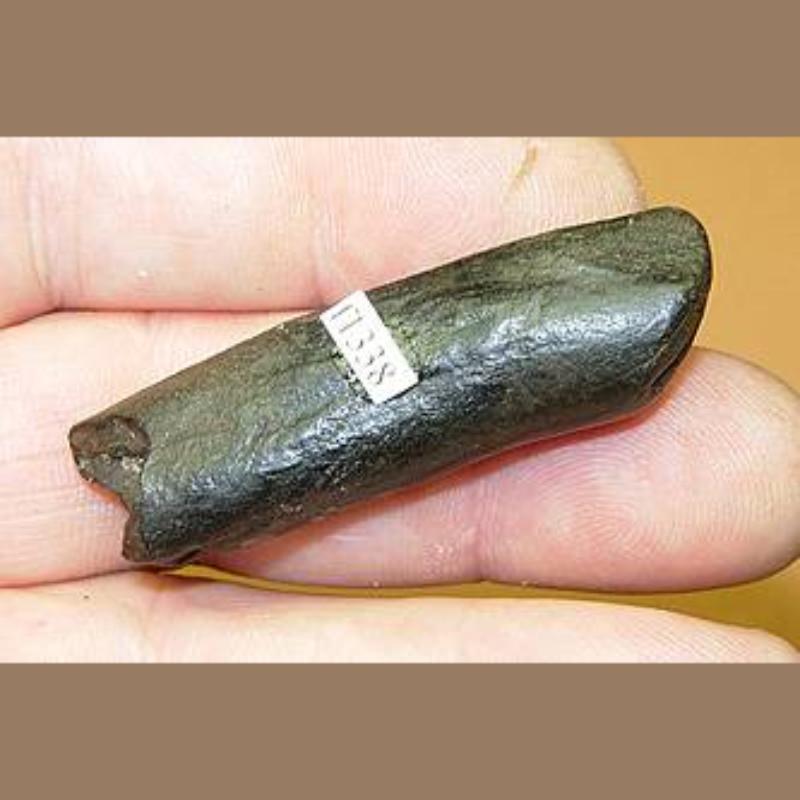 Dugong Upper Tusk Fossil | Fossils & Artifacts for Sale | Paleo Enterprises | Fossils & Artifacts for Sale