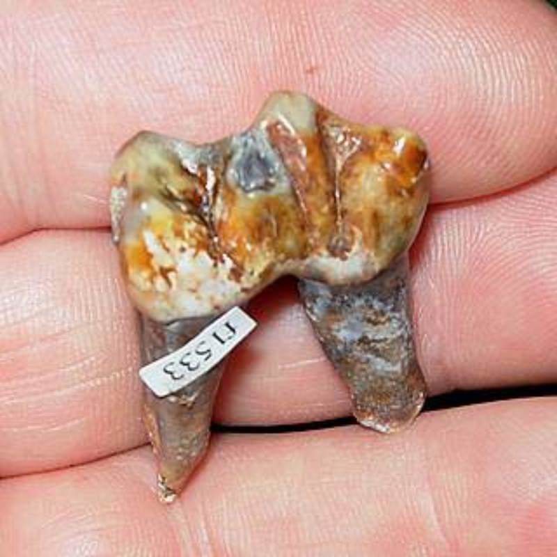 Tapir Premolar Fossil | Fossils & Artifacts for Sale | Paleo Enterprises | Fossils & Artifacts for Sale