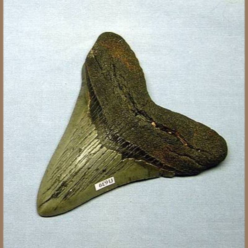 Meg Tooth Fossil | Fossils & Artifacts for Sale | Paleo Enterprises | Fossils & Artifacts for Sale