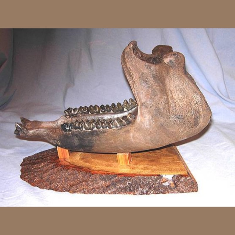 Tapir Jaw Fossil | Fossils & Artifacts for Sale | Paleo Enterprises | Fossils & Artifacts for Sale