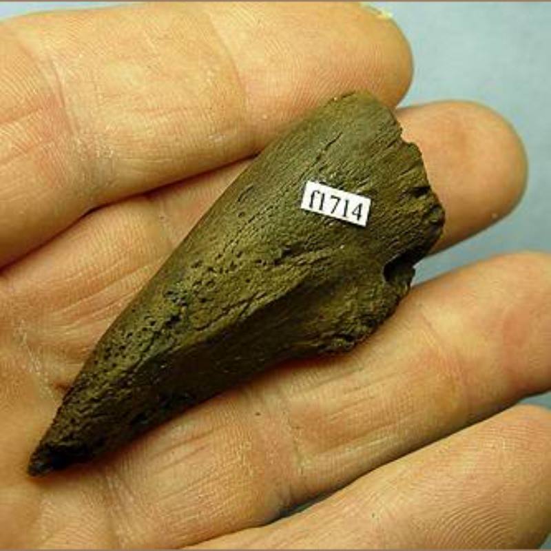 Baby Sloth Claw Fossil | Fossils & Artifacts for Sale | Paleo Enterprises | Fossils & Artifacts for Sale