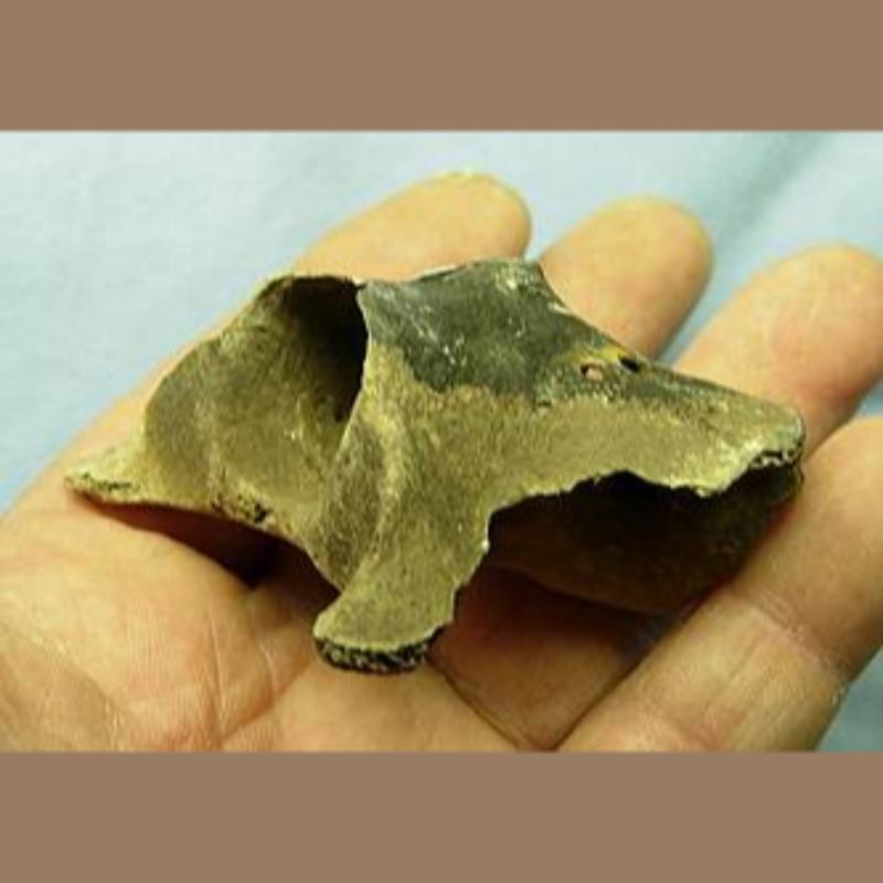 Fossil Deer Atlas | Fossils & Artifacts for Sale | Paleo Enterprises | Fossils & Artifacts for Sale