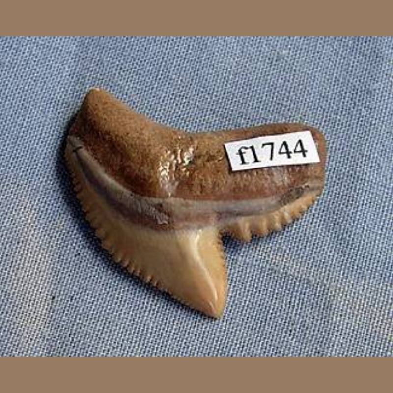 Tiger Shark Fossil | Fossils & Artifacts for Sale | Paleo Enterprises | Fossils & Artifacts for Sale