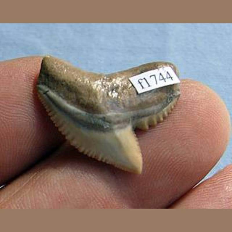 Tiger Shark Fossil | Fossils & Artifacts for Sale | Paleo Enterprises | Fossils & Artifacts for Sale
