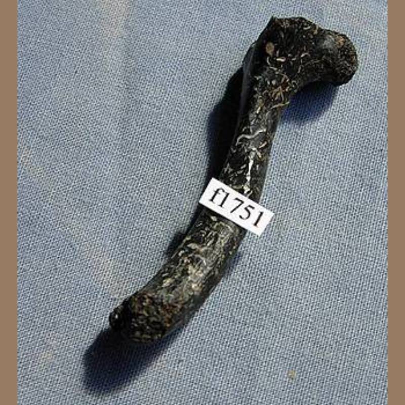 Pond Turtle Humerus Fossil | Fossils & Artifacts for Sale | Paleo Enterprises | Fossils & Artifacts for Sale