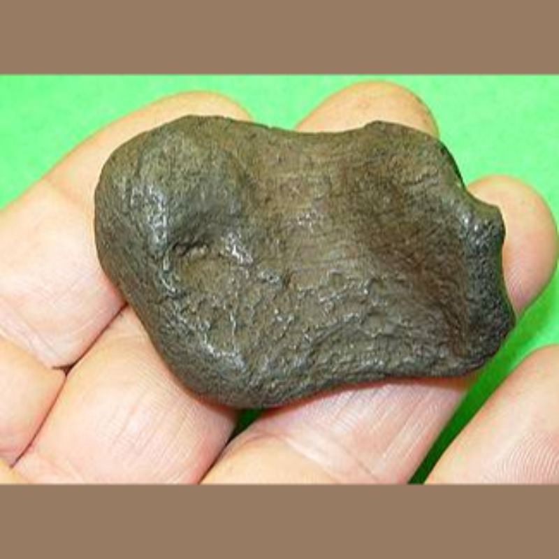 Tapir Pisaform Fossil | Fossils & Artifacts for Sale | Paleo Enterprises | Fossils & Artifacts for Sale