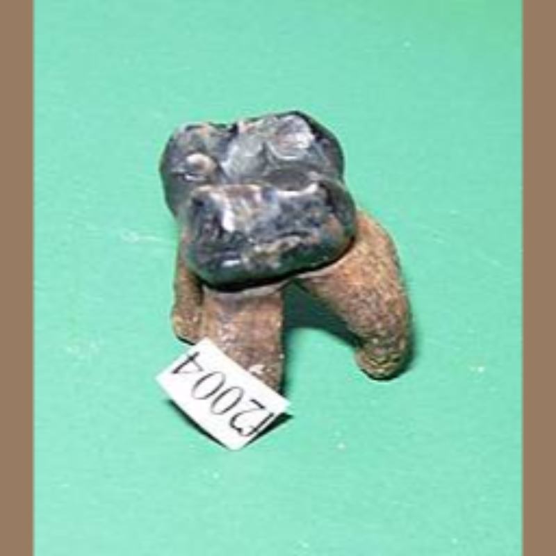 Baby Manatee Tooth Fossil | Fossils & Artifacts for Sale | Paleo Enterprises | Fossils & Artifacts for Sale