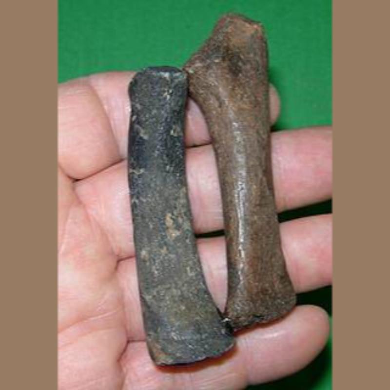 Manatee Radio-Ulna Fossil | Fossils & Artifacts for Sale | Paleo Enterprises | Fossils & Artifacts for Sale