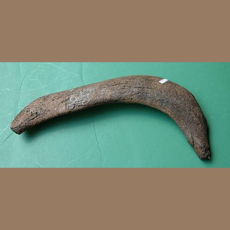Manatee Rib Fossil | Fossils & Artifacts for Sale | Paleo Enterprises | Fossils & Artifacts for Sale
