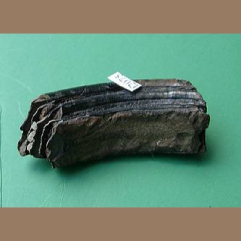 Giant Beaver Molar Fossil | Fossils & Artifacts for Sale | Paleo Enterprises | Fossils & Artifacts for Sale