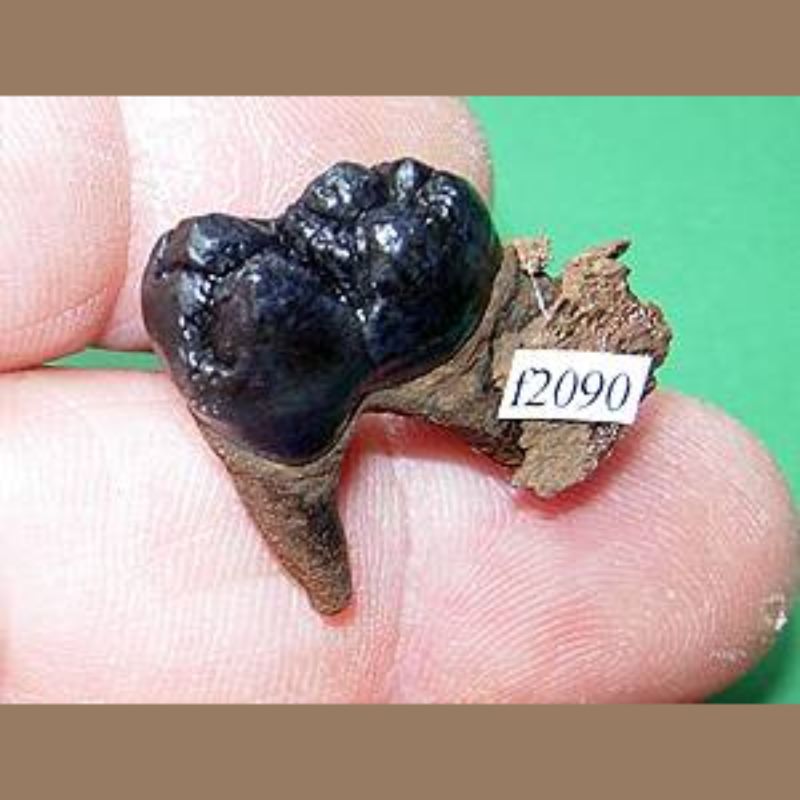 Peccary Tooth Fossil | Fossils & Artifacts for Sale | Paleo Enterprises | Fossils & Artifacts for Sale