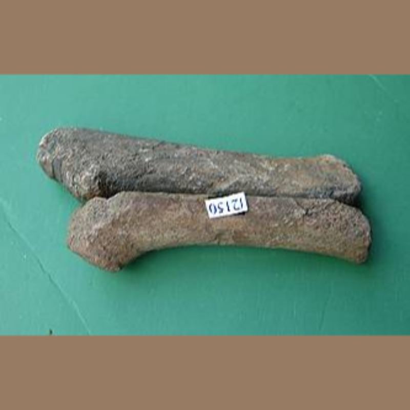 Baby Manatee Radio-Ulna Fossil | Fossils & Artifacts for Sale | Paleo Enterprises | Fossils & Artifacts for Sale