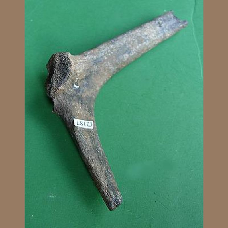Alligator Snapper Scapula Fossil | Fossils & Artifacts for Sale | Paleo Enterprises | Fossils & Artifacts for Sale