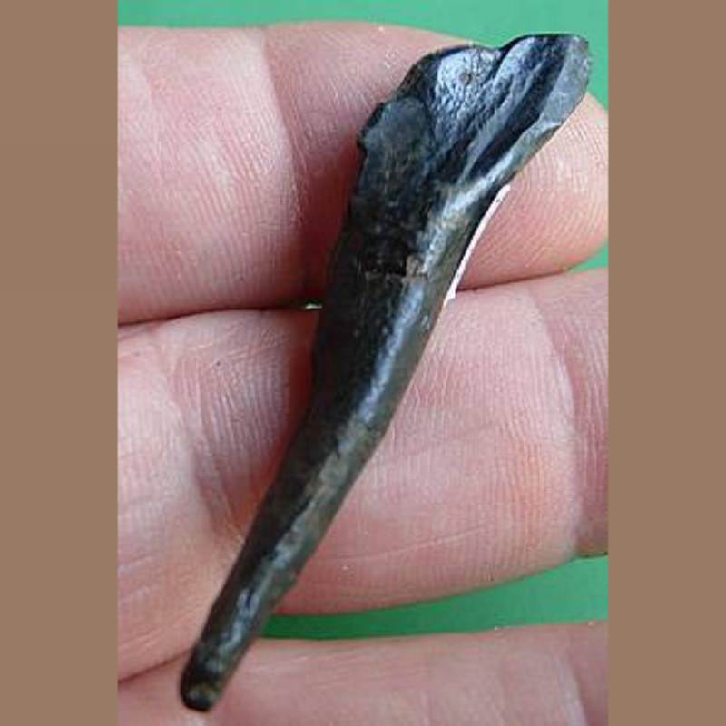 Camel Incisor | Fossils & Artifacts for Sale | Paleo Enterprises | Fossils & Artifacts for Sale