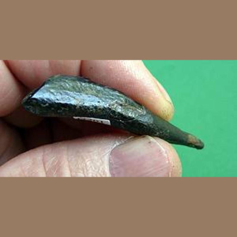 Camel Incisor | Fossils & Artifacts for Sale | Paleo Enterprises | Fossils & Artifacts for Sale