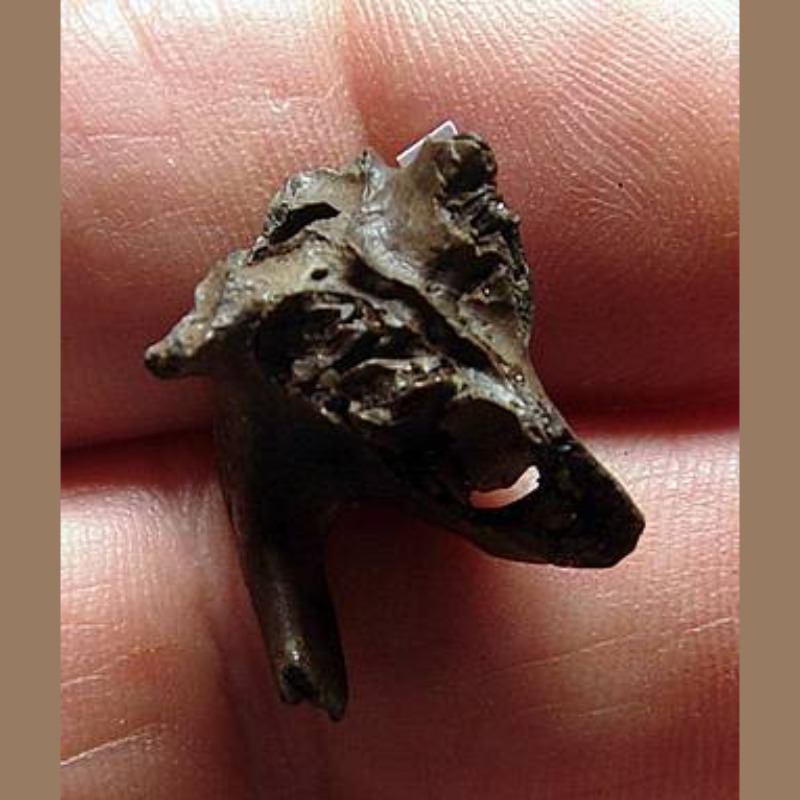 Rabbit Maxilla Fossil | Fossils & Artifacts for Sale | Paleo Enterprises | Fossils & Artifacts for Sale