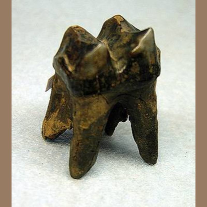 Tapir Molar Fossil | Fossils & Artifacts for Sale | Paleo Enterprises | Fossils & Artifacts for Sale