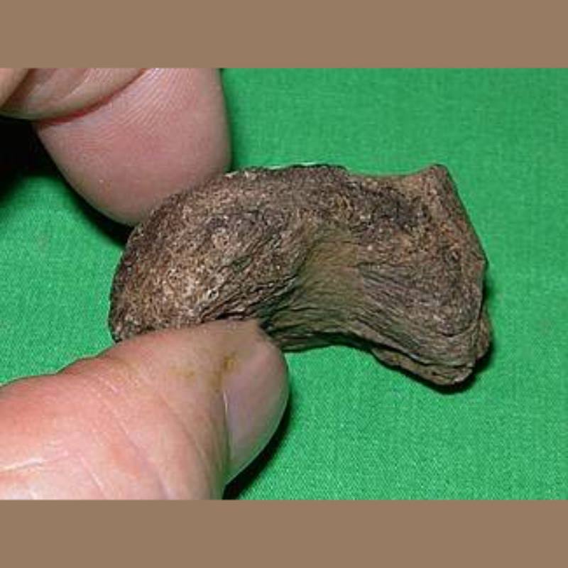 Tapir Pisaform Fossil | Fossils & Artifacts for Sale | Paleo Enterprises | Fossils & Artifacts for Sale